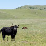 mongolian yak