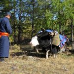 local-nomad-with-yak