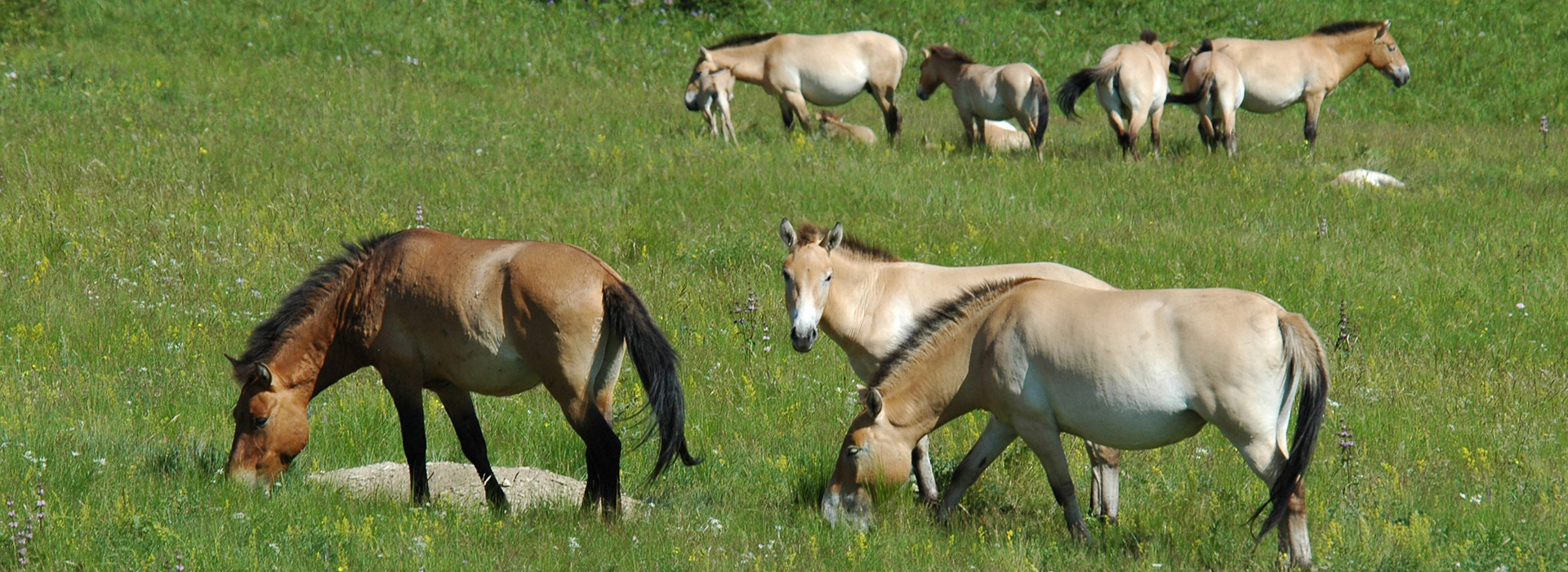 takhi-horse