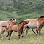 takhi-wild-horses-3