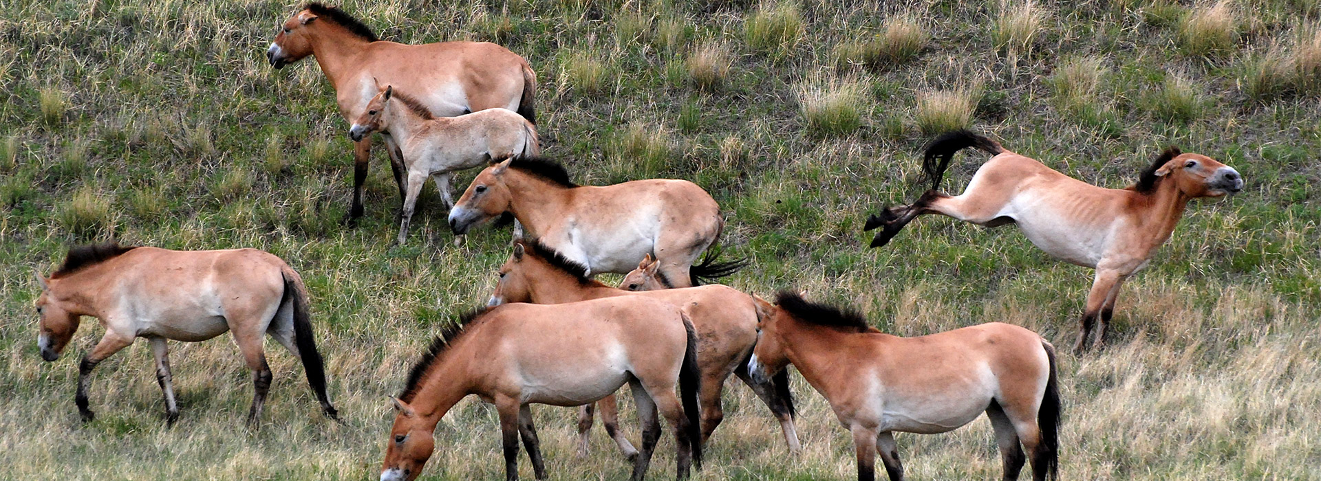 takhi-wild-horses