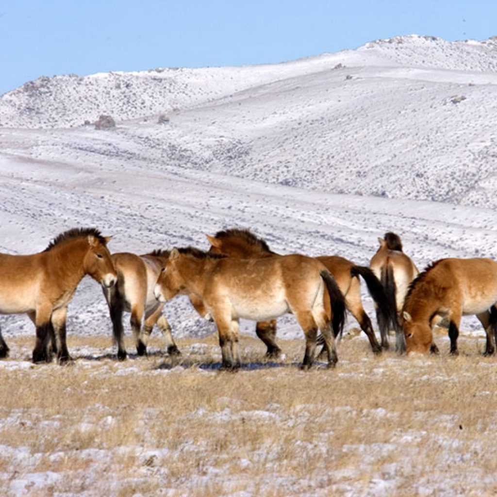 Хустайн-нуруу Монголия
