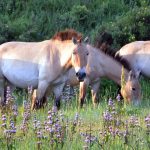 przewalskiis-horse